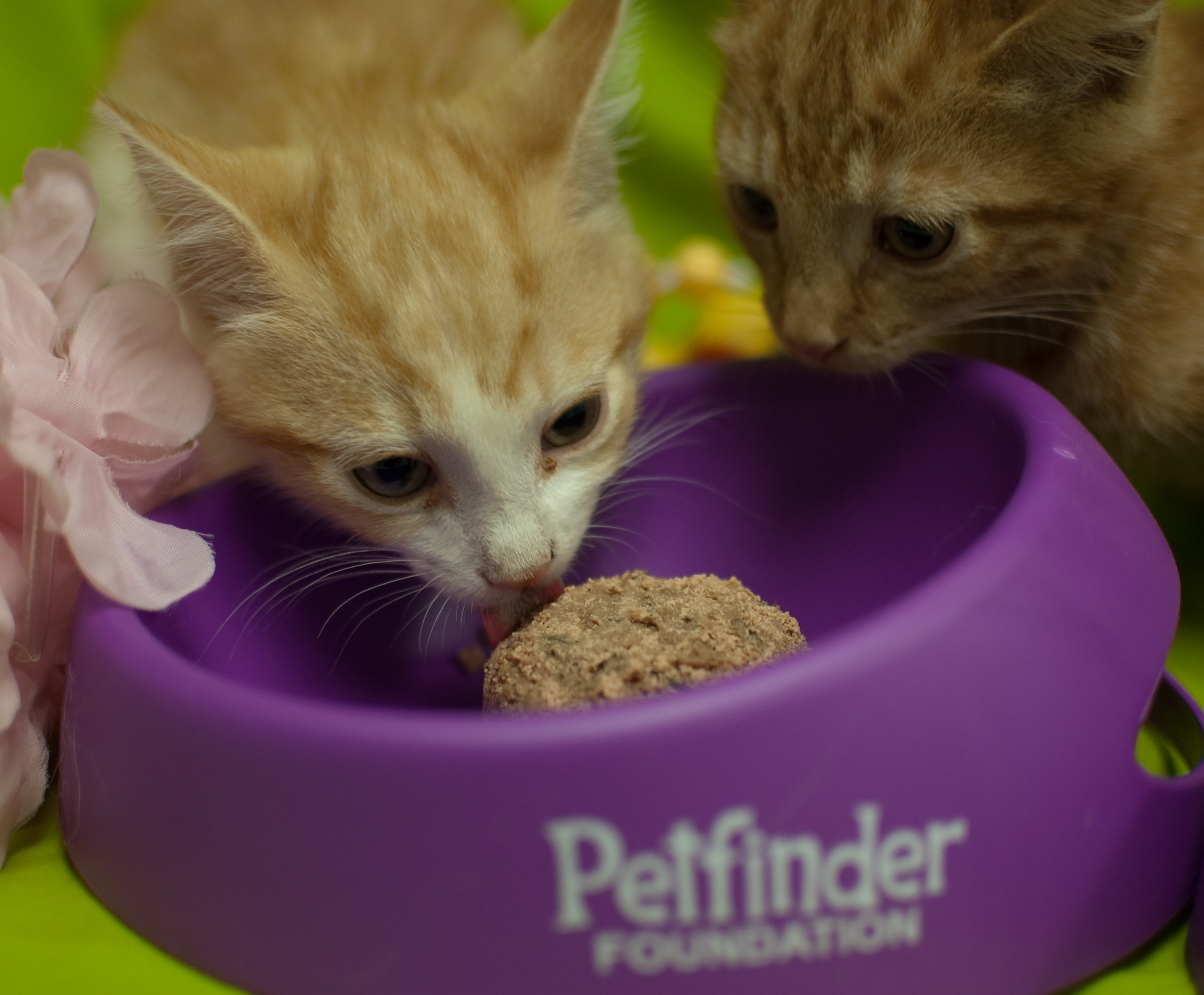 Two brother kittens enjoyed catsicles at PACC. 
